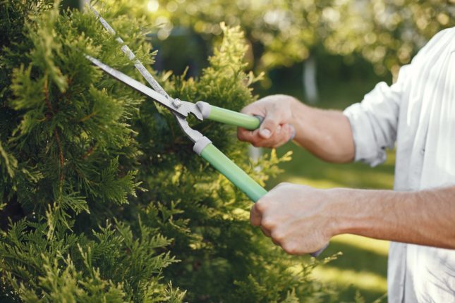 Pénurie de candidats en jardinerie paysagisme