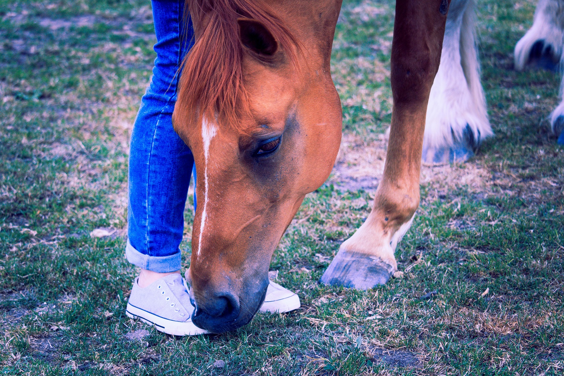 histoire du cheval meilleur ami de homme