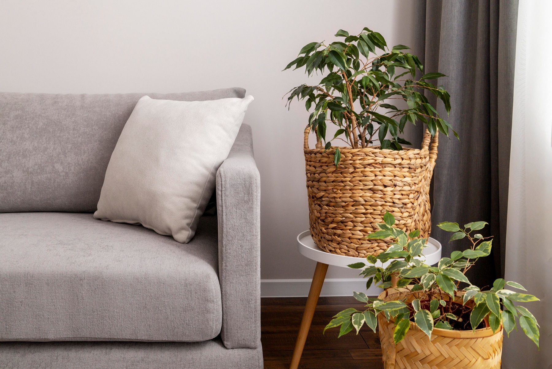 Intérieur avec un canapé et des plantes vertes décoratives